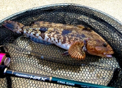 アイナメの釣果