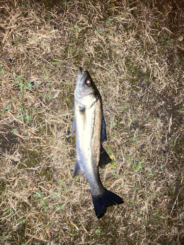 セイゴ（マルスズキ）の釣果