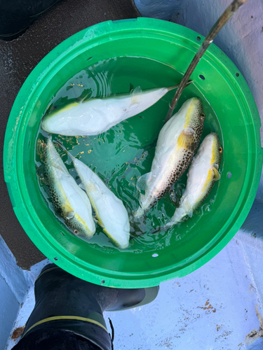 ショウサイフグの釣果