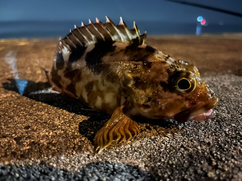 カサゴの釣果