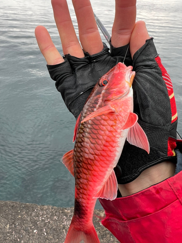 ブダイの釣果