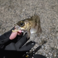 シロメバルの釣果