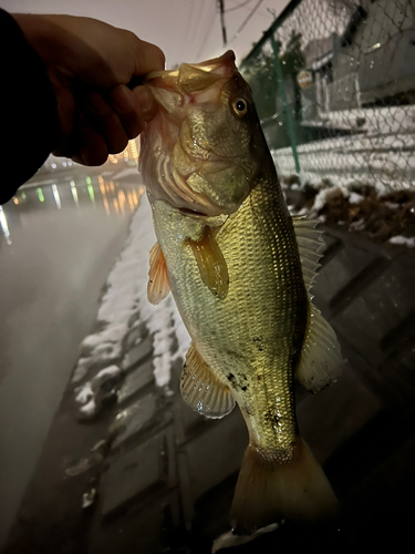 ラージマウスバスの釣果