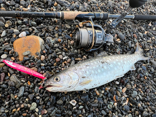 アメマスの釣果