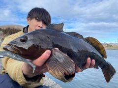 アイナメの釣果