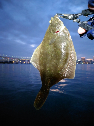 カレイの釣果