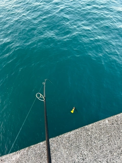 ブリの釣果