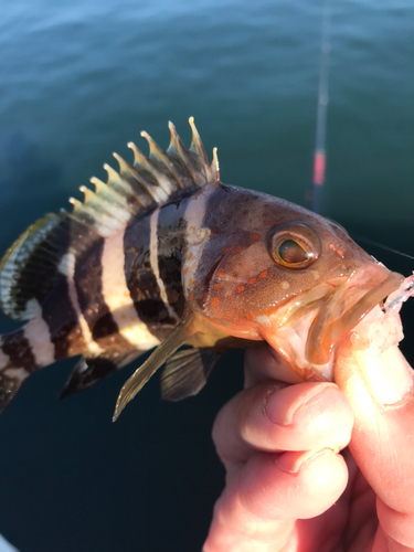 チャイロマルハタの釣果