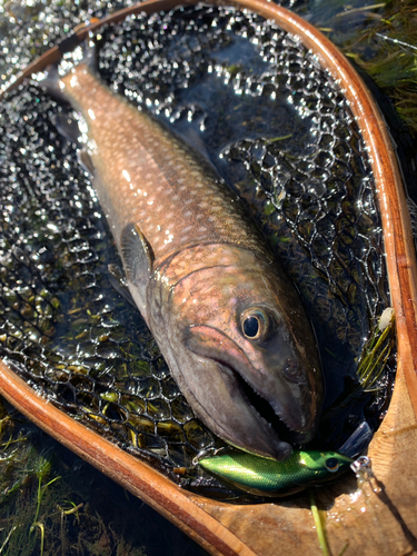 アメマスの釣果