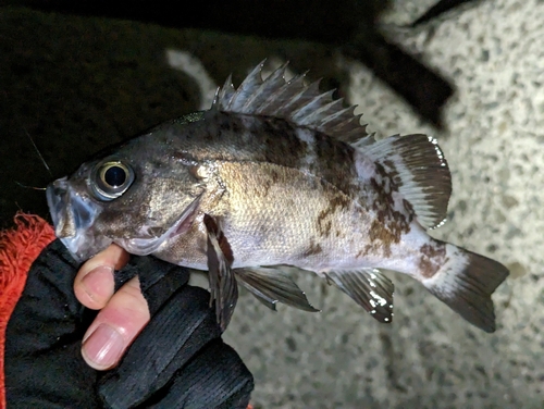 メバルの釣果