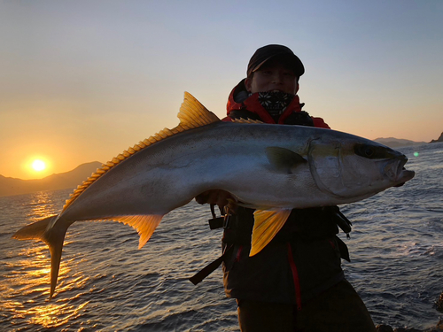 ヒラマサの釣果