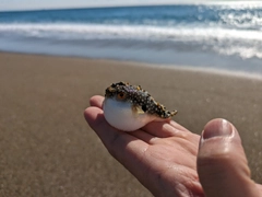 クサフグの釣果