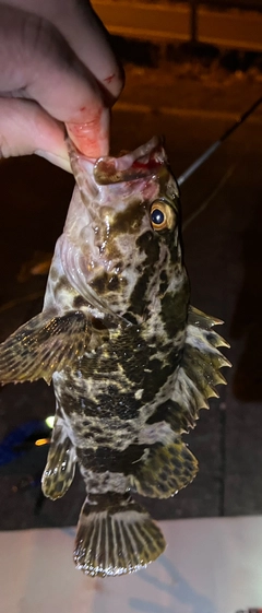 タケノコメバルの釣果