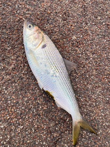 コノシロの釣果