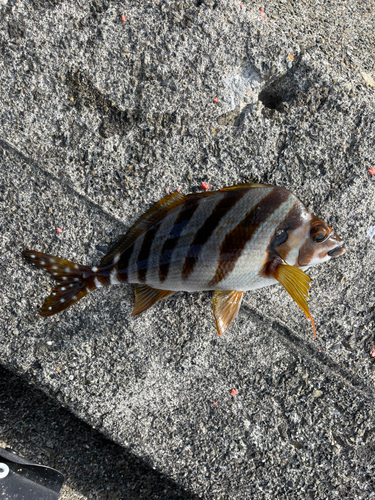 タカノハダイの釣果