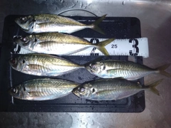 アジの釣果