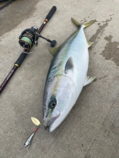 ヤズの釣果