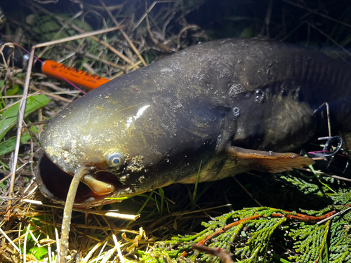 マナマズの釣果