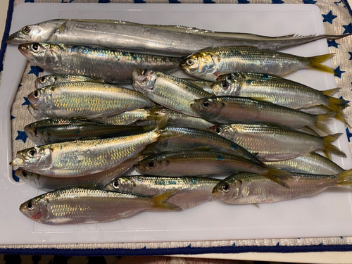 サッパの釣果