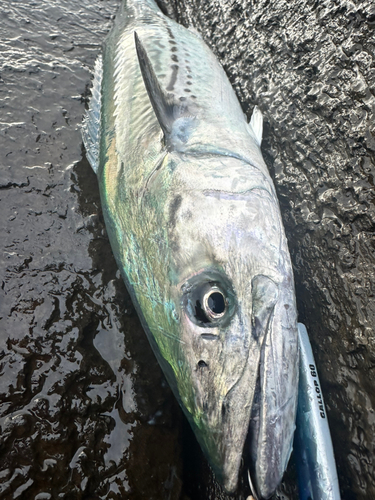 サワラの釣果