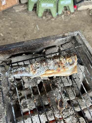 レインボートラウトの釣果