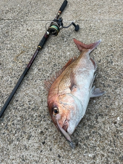 マダイの釣果