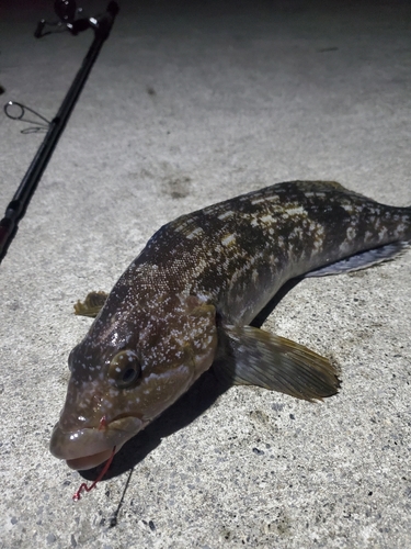 アイナメの釣果