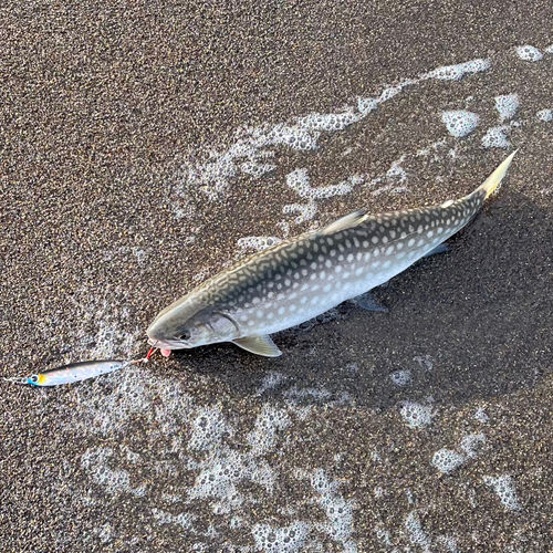 アメマスの釣果