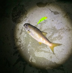 クロムツの釣果