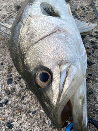 スズキの釣果