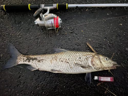 ニゴイの釣果