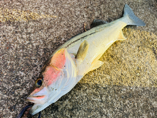 スズキの釣果