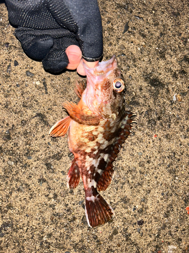 カサゴの釣果