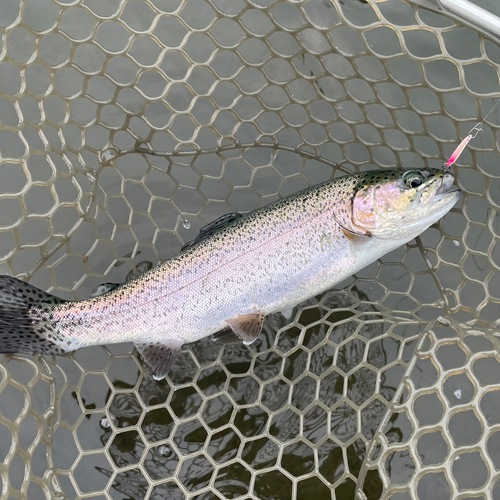 ニジマスの釣果