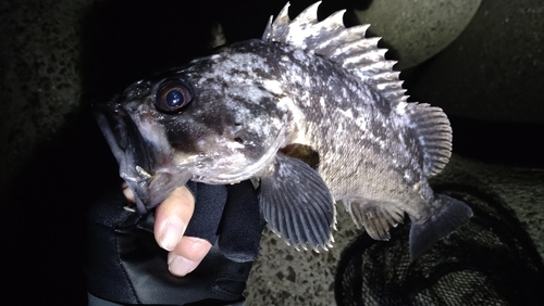 クロソイの釣果