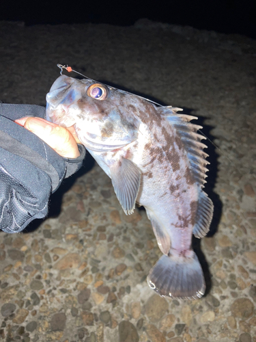 クロソイの釣果