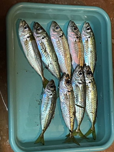 アジの釣果