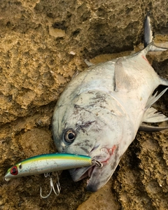 ロウニンアジの釣果