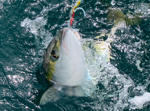 メジロの釣果