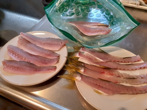 カマスの釣果