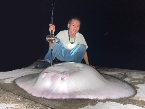 マダラエイの釣果