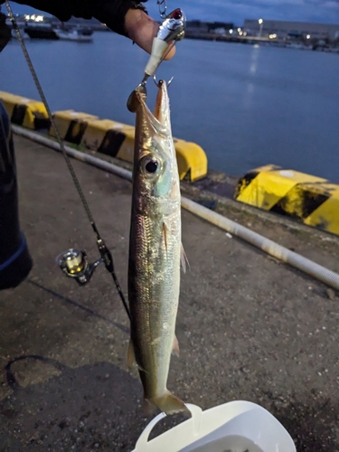 カマスの釣果