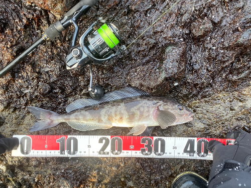 ホッケの釣果