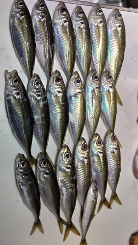 アジの釣果