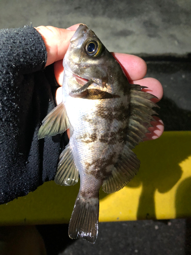 メバルの釣果