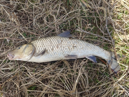 ニゴイの釣果