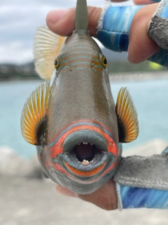 クマドリの釣果