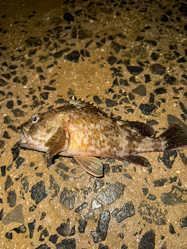 カサゴの釣果