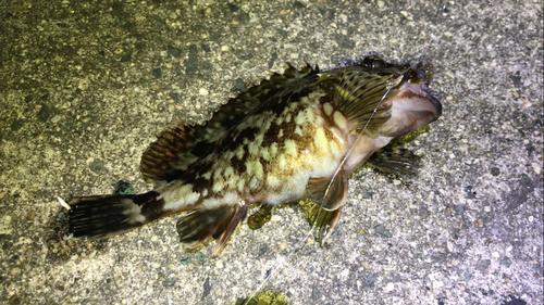 カサゴの釣果