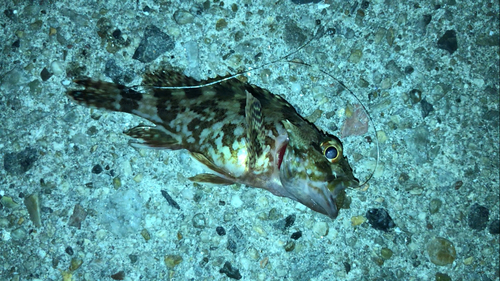 カサゴの釣果